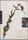 Foto von Salix cinerea L. x Salix viminalis L.